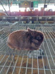 Coelhos e chinchilas, minis e gigantes, também prometem brilhar na Expointer