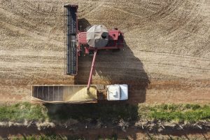 VBP: Cinco municípios do Oeste estão entre os 10 mais produtivos do Paraná