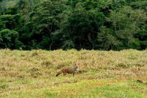Preservação: Paraná quer ampliar corredor ecológico