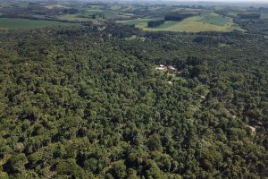 Orgulho da Terra: produtores de erva-mate também poderão participar de premiação