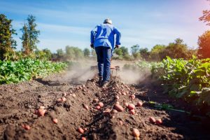 Número de trabalhadores no agro é o maior desde 2012, aponta Cepea