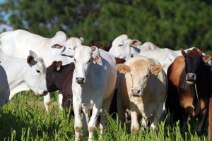 Inspeção: Paraná é o quarto Estado a conquistar o Sisbi-PEC, sistema que amplia fiscalização e segurança