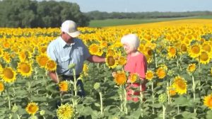 Uma declaração e tanto! Agricultor presenteia esposa com plantação de milhares de girassóis