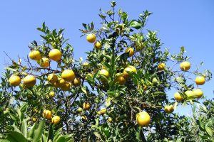 Saiba como conter avanço da principal doença que afeta plantios de cítricos