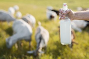 Com alto valor nutricional, cresce consumo de produtos derivados de leite cabra