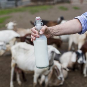 Comissão discute estratégias para aumentar a produção de leite