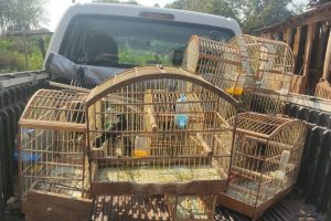 No flagra: IAT encontra 11 aves silvestres com criador clandestino