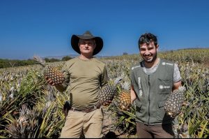 Com criatividade, produtor constrói máquina para manejo de plantação de abacaxi