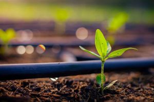 PR busca novas tecnologias em irrigação para agricultura nos Estados Unidos