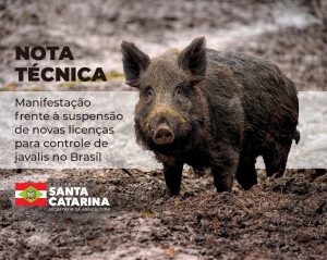Governo catarinense teme superpopulação de javalis, licenças para controle foram suspensas