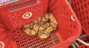 Jiboia de quase dois metros é encontrada dentro de carrinho de compras em uma loja