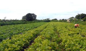 Receituário Agronômico é ferramenta para aumentar a produtividade na lavoura