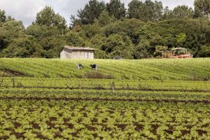 Agricultura familiar terá incentivo milionário no Paraná