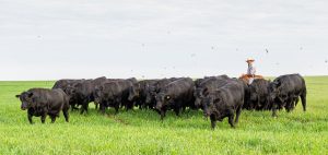 “É uma vocação oferecer animais de qualidade”, diz Zancanaro sobre 15º Leilão Seleção Touros Angus Rio da Paz