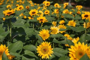 Setembro tem Olimpíada Rural e Expoflor no Paraná