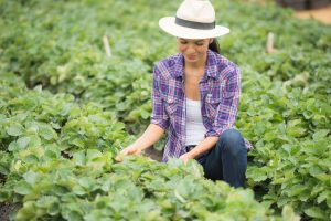 Só delas: 15 de outubro passa a ser o Dia da Mulher Agricultora Paranaense