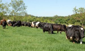 Melhorar desempenho da produção leiteira é foco de diagnóstico que está sendo feito no PR