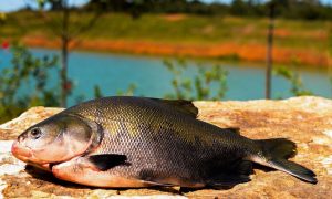 Consumo de peixe: o plano é triplicar a meta do brasileiro