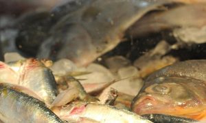 Semana do Pescado visa estimular o consumo de peixe em todo o país