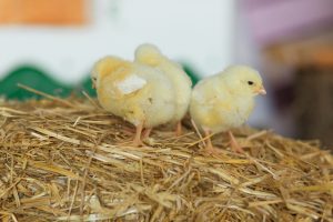 Globoaves é referência em bem-estar animal no mercado avícola