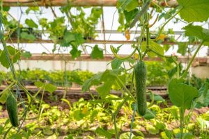 Sudoeste do PR terá produção de pepino ampliada para atender a indústria