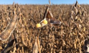 Agricultores com lavouras em áreas de risco terão mais facilidade para contratar crédito rural