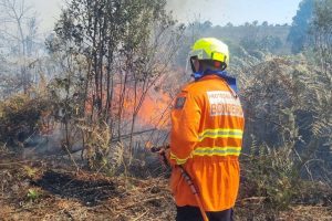 Órgão Ambiental provoca queimada em Vila Velha para combater pinus