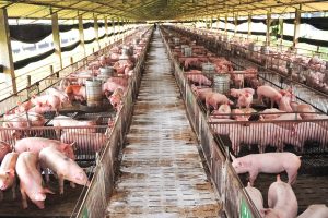 Biosseguridade será cobrada com rigor em 2024 e Faep alerta para adequação