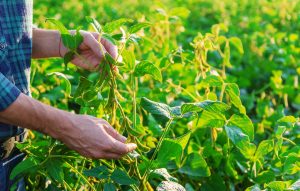 Agricultor deve respeitar vazio sanitário da soja para evitar multas e garantir bons resultados nas lavouras