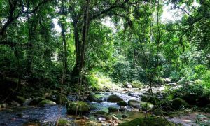 Pesquisa mapeia mais de cinco milhões de hectares em unidades de conservação