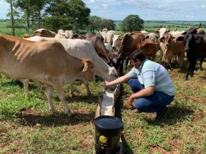 Cuidados na alimentação são essenciais para reprodução de novilhas