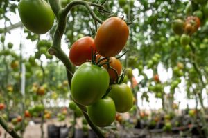 Tomate híbrido resiste ao vírus que é um dos principais vilões da cultura