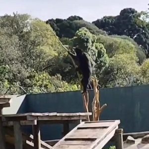 Que tombo! Urso cai de quatro metros ao tentar escalar árvore no Zoológico de Curitiba