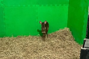 Veado-catingueiro é devolvido à natureza após ação de veterinários do IAT