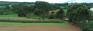 Com valor de terra mais caro do país, agricultores do PR enfrentam consequências no custo de produção