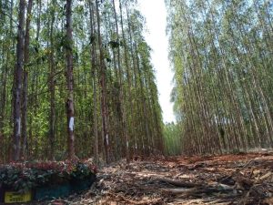 Mato Grosso do Sul quer fortalecer sanidade florestal