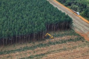 Madeira representa terceiro produto de exportação do agronegócio paranaense