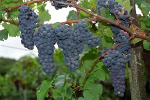 Aumentam produções de suco de uva e de espumantes; produtos orgânicos ganham destaque