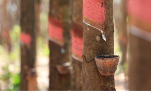 R$ 70 milhões são liberados para apoio à produção de borracha natural no Brasil