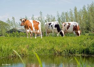 Conheça ferramenta que melhora desempenho das vacas leiteiras