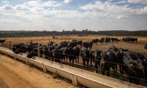 Pecuária exemplar: setor brasileiro colecionou recordes no último ano