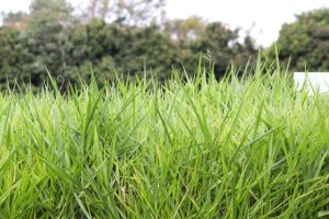 Zoneamento agrícola vai trazer informações de risco para produção de pastagens