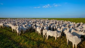 Rebanho bovino alcança novo recorde e ultrapassa 234 milhões de animais