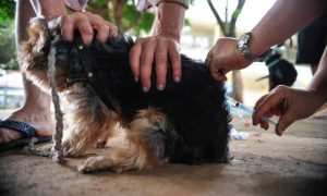 Comissão pede criação de casa de passagem para animais