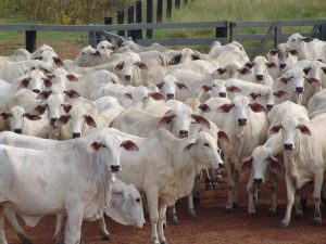 China confirma surtos de febre aftosa e abate milhares de bovinos