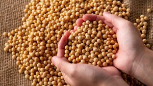 Agronegócio brasileiro é exemplo em melhoramento genético
