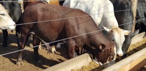 Farelo de amendoim ganha mercado e se torna alternativa viável na alimentação de animais