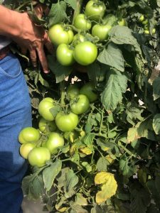 Fungicida se destaca no controle de pragas da cultura do tomate