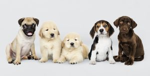 Quer adotar um animal filhote? Então você precisa seguir essas orientações!