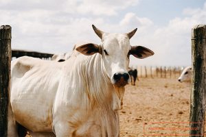 Conheça a vaca de milhões que bateu recorde como mais cara do mundo vendida em leilão